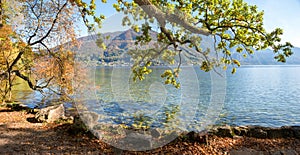 Pictorial lakeside Traunsee, colorful leaves in autumn, big oak tree branch