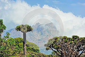 Pictorial landscape of the Socotra island,Yemen