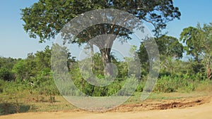 Pictorial large green tree near brown ground road slow