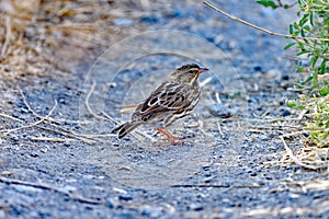 Pictorial Pipit on the ground