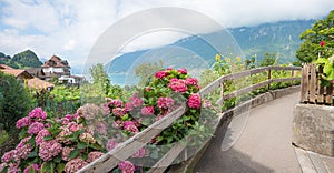 Pictorial tourist resort Iseltwald, walkway along lake Brienzersee, blooming hydrangea flowers. swiss landscape