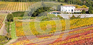 Pictorial Tuscany countryside - vineyards in Chianti region in photo