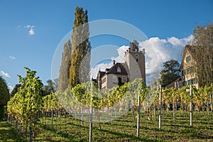 Pictorial vineyard and castle salenegg, maienfeld