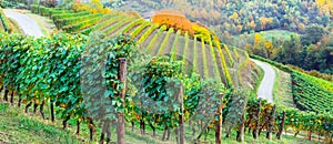 Pictorial vineyards of Piemonte in autumn colors. Italy photo