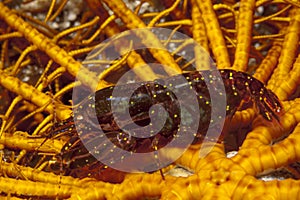 A pictuer of a Stimpson's snapping shrimp