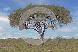 Picture of an acacia tree with a big weaver birds nest on a green meadow against a blue sky in Etosha national park in Namibia