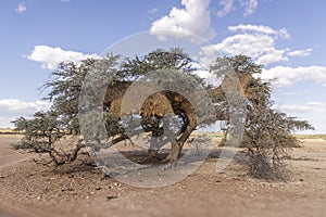 Picture of an acacia tree with a big weaver birds nest on a green meadow against a blue sky in Etosha national park in Namibia