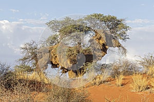 Picture of an acacia tree with a big weaver birds nest on a green meadow against a blue sky in Etosha national park in Namibia