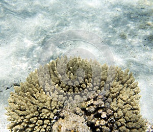 A picture of acropora coral