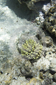 A picture of acropora coral