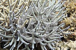 A picture of acropora coral