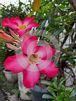 a picture of Adenium which was tooked in the afternoon photo