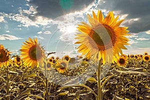 A picture of an advertisement for sunflower and vegetable oil. Sunflower fields and meadows. Backgrounds and screensavers with