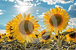 A picture of an advertisement for sunflower and vegetable oil. Sunflower fields and meadows. Backgrounds and screensavers with