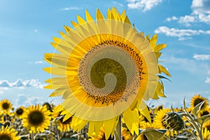 A picture of an advertisement for sunflower and vegetable oil. Sunflower fields and meadows. Backgrounds and screensavers with