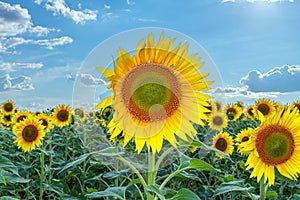 A picture of an advertisement for sunflower and vegetable oil. Sunflower fields and meadows. Backgrounds and screensavers with