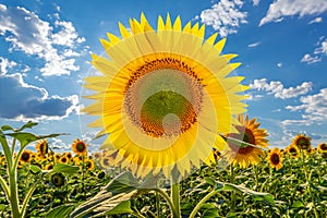 A picture of an advertisement for sunflower and vegetable oil. Sunflower fields and meadows. Backgrounds and screensavers with