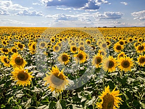 A picture of an advertisement for sunflower and vegetable oil. Sunflower fields and meadows. Backgrounds and screensavers with