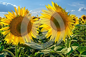 A picture of an advertisement for sunflower and vegetable oil. Sunflower fields and meadows. Backgrounds and screensavers with