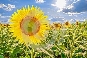 A picture of an advertisement for sunflower and vegetable oil. Sunflower fields and meadows. Backgrounds and screensavers with