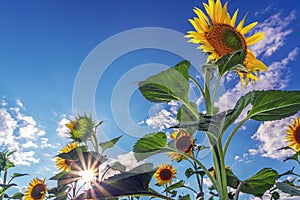 A picture of an advertisement for sunflower and vegetable oil. Sunflower fields and meadows. Backgrounds and screensavers with