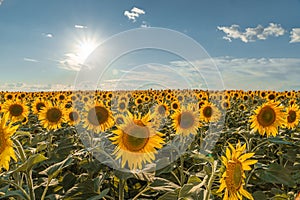 A picture of an advertisement for sunflower and vegetable oil. Sunflower fields and meadows. Backgrounds and screensavers with