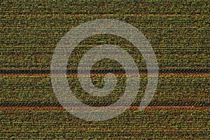 Picture of an aerial view of a field with tractor tracks