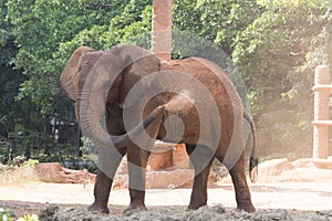 Picture african elephant,walking relax, play soil