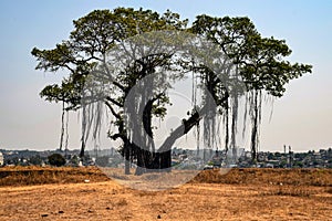 Picture of aged banyan tree in the road side of village clicked under bright sunlight