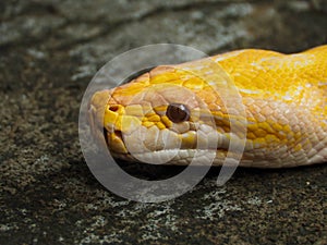 Picture of a albino Python snake head on a park