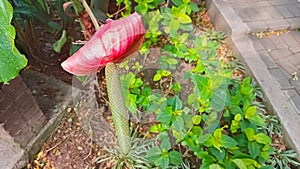 A picture of anchomanes flower