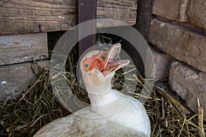 De cerca sobre el cabeza de pato domesticado pato también la llamada desplegado su dientes idioma 