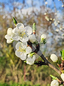 Apple bossom in the spring garden photo