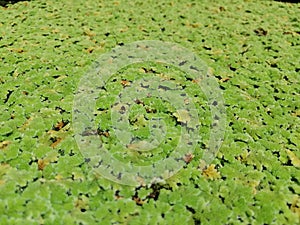 A picture of an aquatic plant called Azolla