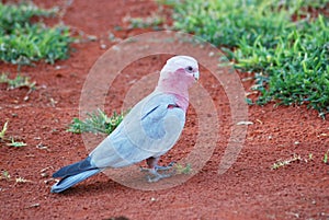 A picture of an Australian pink galah