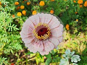 Baby rose flower in nature