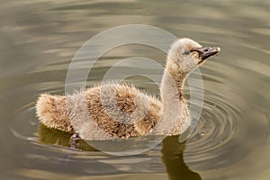 Picture of a baby swan swimming in a little pond.
