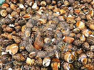 Picture of babylonia spirata or tiger snails photo
