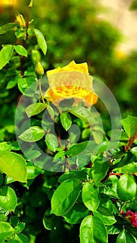 Background #12, Wallpaper, Poster