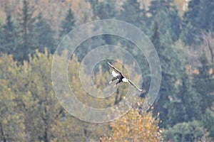 A picture of a Bald eagle mid flight, aiming for fish in the lake.