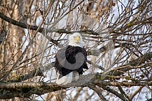 A picture of a Bald eagle perching on the branch