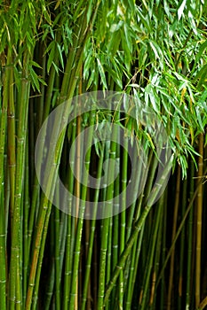 Picture of bamboo forest with shallow DOF