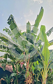 Picture of a banana tree in the yard.