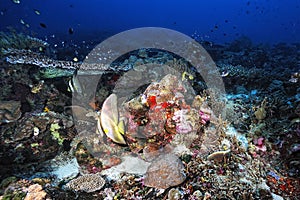 A picture of a bat fish
