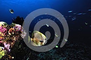 A picture of a bat fish