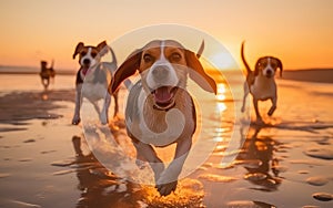 picture of beagle dog Run and play on the verdant as the sun is about to go down AI-generated illustrations