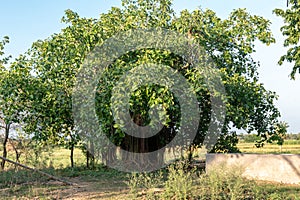 Picture of a beautiful banyan tree inside the vast land