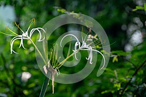 Picture of a beautiful beach spider lily Hymenocallis littoralis isolated on the green blur background