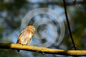 Picture of beautiful bird sitting on tree branch. asian barred owlet glaucidium cuculoides