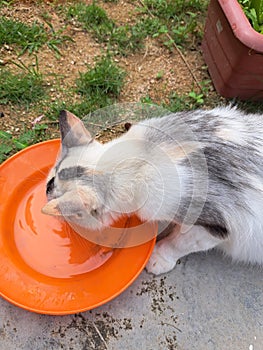 a picture of beautiful cat drink water on plate at garden